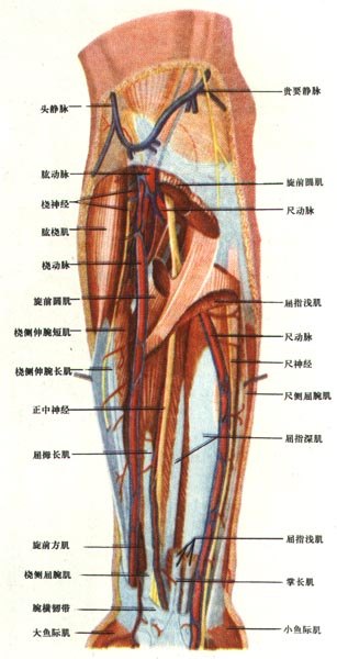 前臂前面（深层）