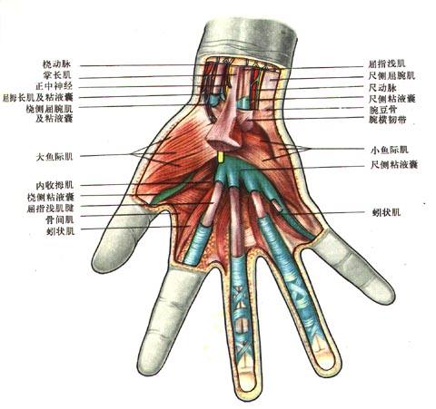 手肌腱鞘