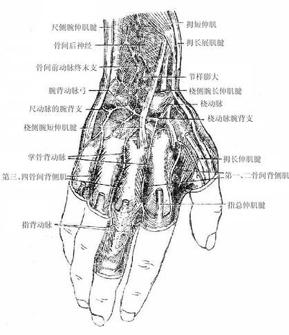 手背深层结构