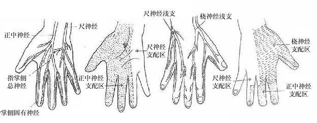 手皮肤的神经分布