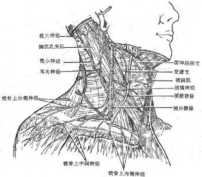 颈丛皮支