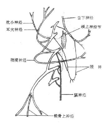 颈丛及颈袢