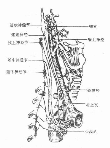 迷走神经与交感干的颈部分支