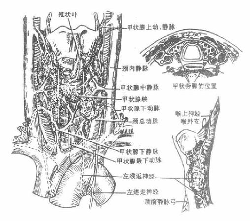 甲状腺的静脉