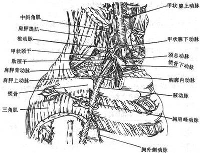 右锁骨下动脉及其分支