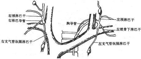 右淋巴导管及胸导管注入静脉
