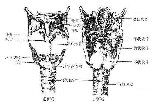 喉的软骨及连接