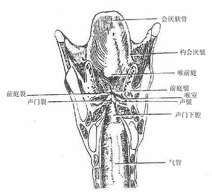 喉腔额状断面