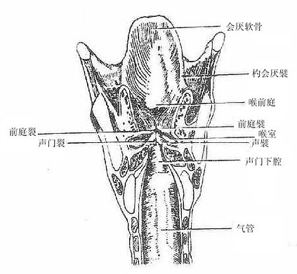 喉腔额状断面