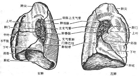 肺内侧面观（示肺门结构）