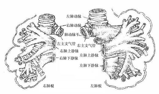 肺根结构