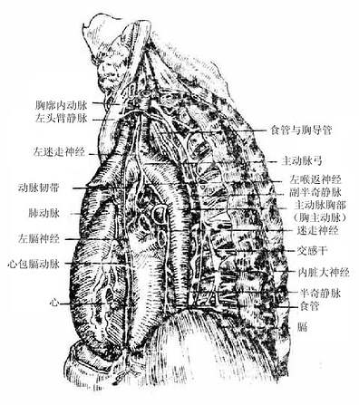 纵隔的左侧面观