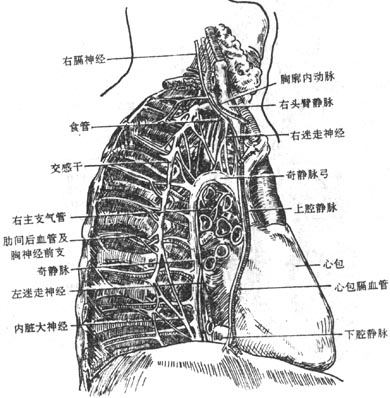 纵隔的右侧面观