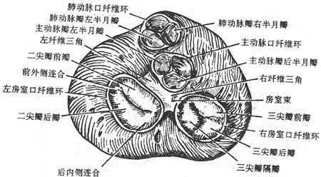 纤维环