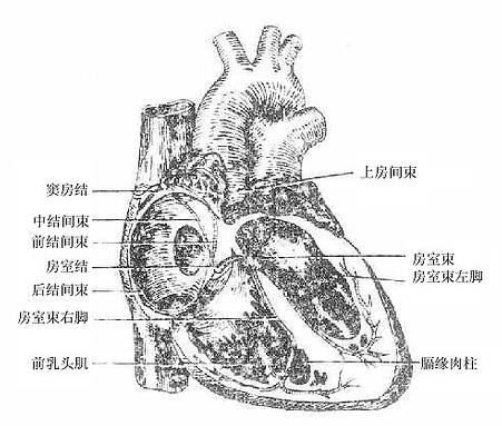 心传导系