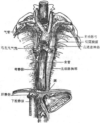 后纵隔的内容