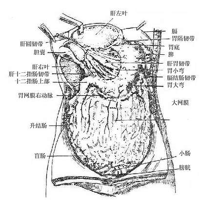 网膜