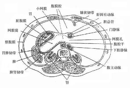 腹腔横断面（通过网膜孔）