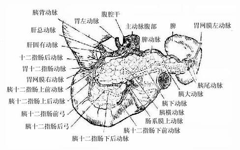 胰、脾的动脉