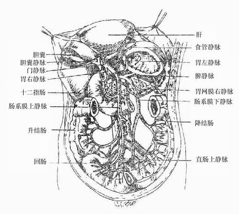 门静脉及其属支