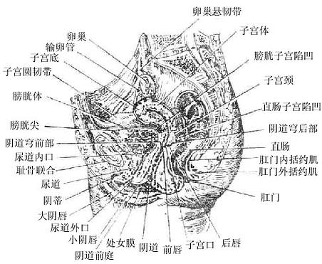 女性骨盆正中矢状断面