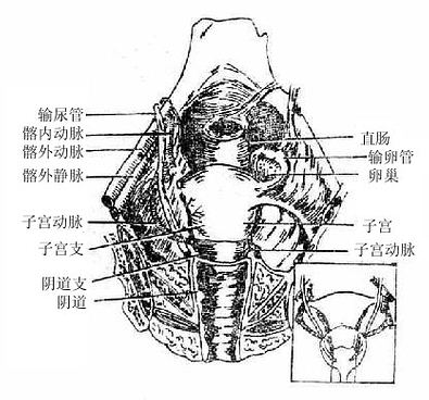 子宫动脉与输尿管的关系