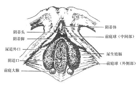 阴蒂、前庭球及前庭大腺