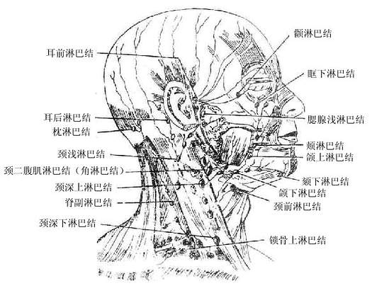 头颈部淋巴结