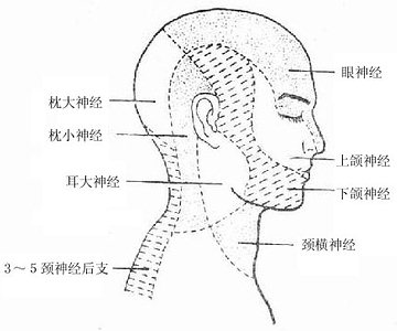 三叉神经皮支分布区图解