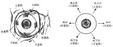 眼肌