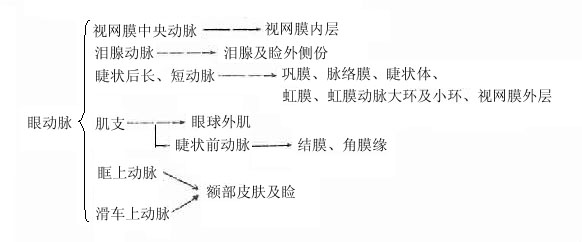 眼动脉的分支及供给范围见下表