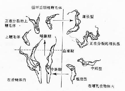 锥虫生活史