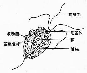 阴道毛滴虫