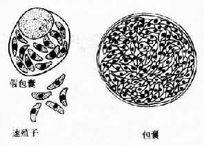 弓形虫在人体内寄生的形态