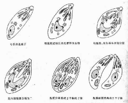 弓形虫速殖子内二芽殖分裂过程模式图