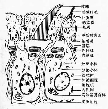 复殖吸虫成虫体壁结构示意图