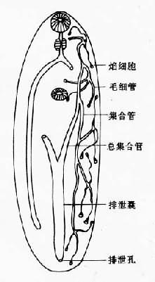 复殖吸虫成虫排泄系统