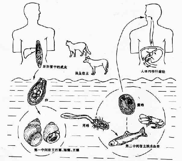 华支睾吸虫生活史