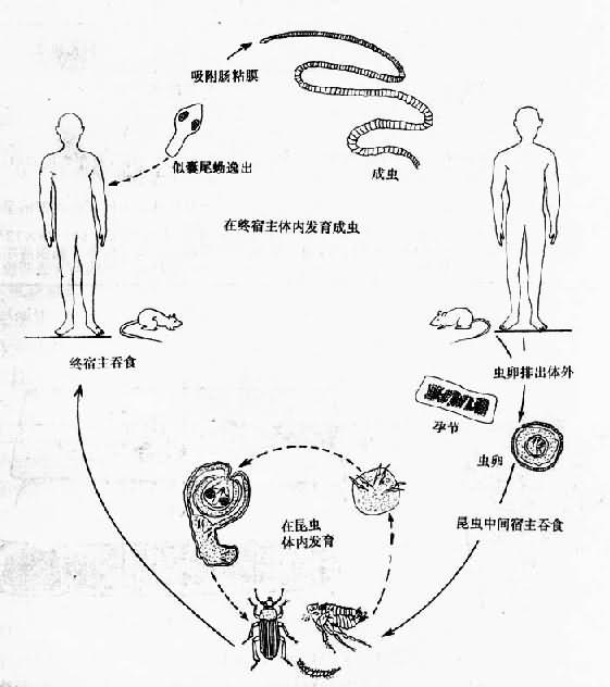 缩小膜壳绦虫生活史