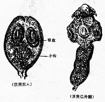 细粒棘球绦虫原头蚴