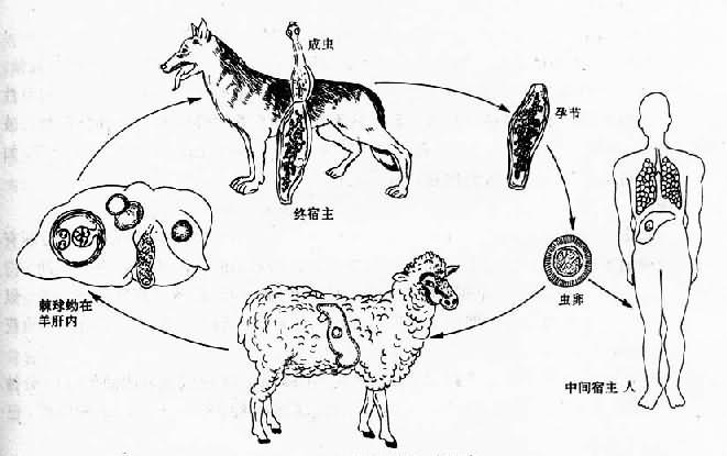 细粒棘球绦虫生活史