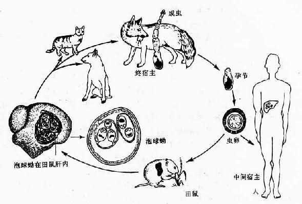 多房棘球绦虫生活史