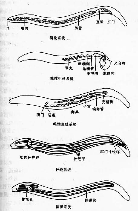 线虫内部结构模式图