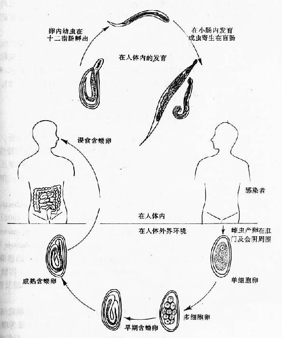 蛲虫生活史