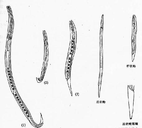 粪类圆线虫成虫 幼虫