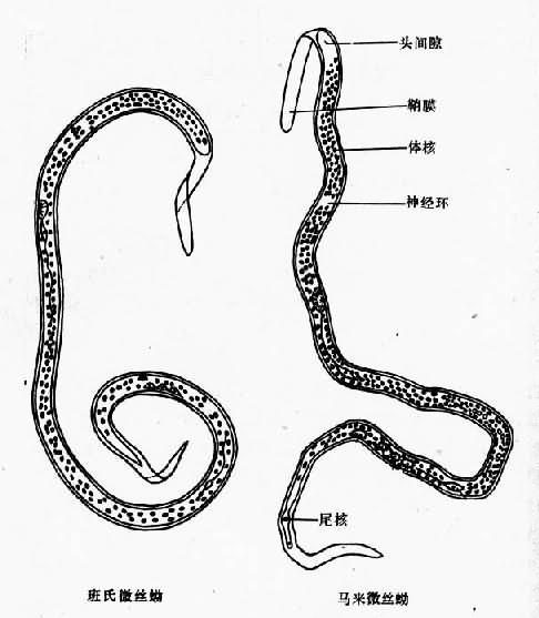 丝虫微丝蚴