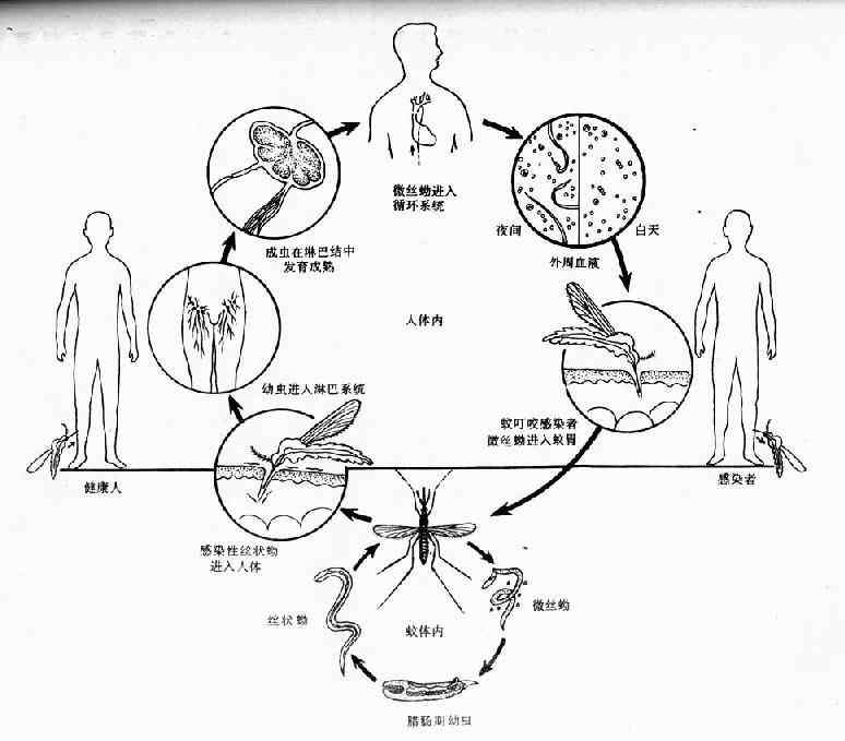 丝虫生活史