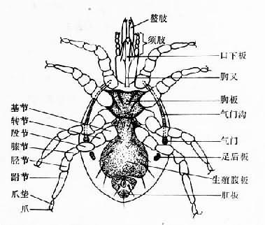 革螨成虫腹面