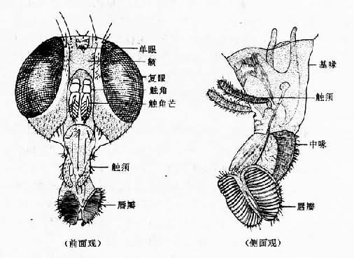 蝇头部