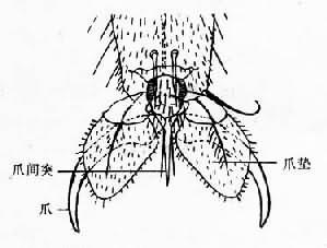蝇足跗节末端